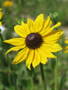 Rudbeckia hirta